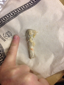 A bone as big as an exceptionally small finger, yesterday